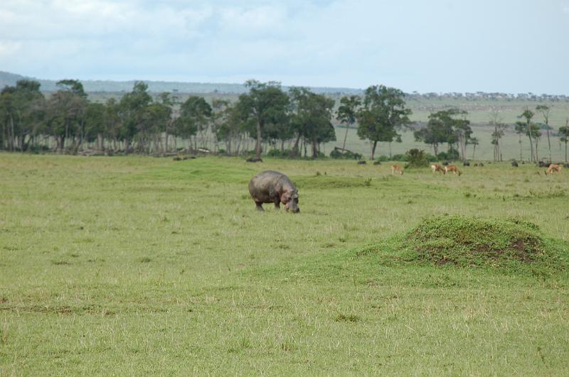 Walking hippo.JPG